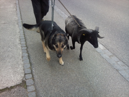 Laika und Ricki