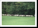 In Reih und Glied folgen sie dem Hirten
