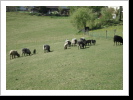 Unsere Weide Unsere Weide