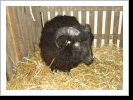 Chicco neben seiner neuen Freundin Chicco neben seiner neuen Freundin