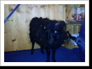Chicco der Ouessant Bock Chicco der Ouessant Bock