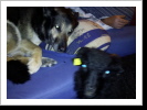 Meine Freundin Laika Meine Freundin Laika